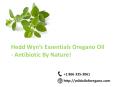 WildOil Of Oregano PowerPoint PPT Presentation