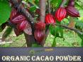 Organic Cacao Powder produced by impactfood PowerPoint PPT Presentation