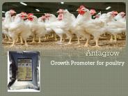 Poultry growth promoter