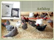 Poultry feed additives