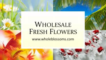 Wholesale Fresh Flowers - www.wholeblossoms.com (1)