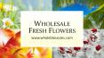 Wholesale Fresh Flowers - www.wholeblossoms.com (1) PowerPoint PPT Presentation