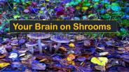 Your Brain on Shrooms