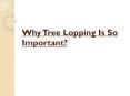Why Tree Lopping Is So Important? PowerPoint PPT Presentation
