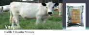 Cattle feed additives with best quality