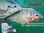 Aquaculture feed supplement in India