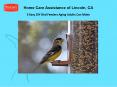 5 Easy DIY Bird Feeders Aging Adults Can Make PowerPoint PPT Presentation