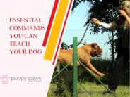 Essential Commands You Can Teach Your Dog