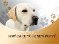 How Care Your New Puppy PowerPoint PPT Presentation