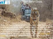 Tiger Safari India