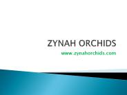 Online Orchid Plant purchase