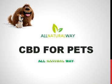 CBD for Pets