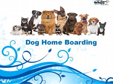 Home Dog Boarding Services In Cheltenham (1)