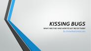 Kissing Bugs, how to get rid of them