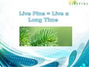 Live Pine Red Pine Needle Oil