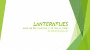 How to remove Lanterflies