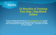 10 benefits of training your dog – Dog Shock Collars