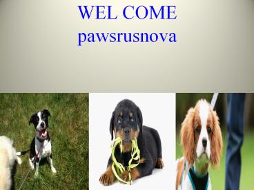 Dog walking services
