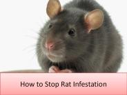 How to Stop Rat Infestation