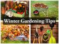 Winter Gardening Tips PowerPoint PPT Presentation