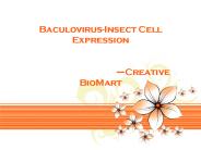 Baculovirus-Insect Cell Expression