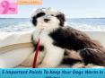 5 important points to keep your dogs warm in winter. PowerPoint PPT Presentation