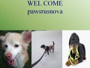 Professional dog walker