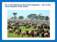 The Great Wildebeest Masai Mara Migration Safari PowerPoint PPT Presentation
