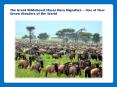 Masai Mara Migration Safari PowerPoint PPT Presentation