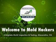 Mold Hackers Presentation