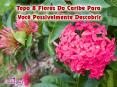 Envie 8 melhores flores para qualquer ocasião PowerPoint PPT Presentation