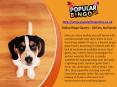 Online Bingo Games – All Fun, No Hassle PowerPoint PPT Presentation