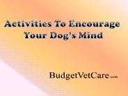 Activities To Encourage Your Dog’s Mind