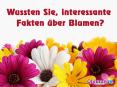 Lassen Sie uns wissen, überraschende Fakten über Blumen PowerPoint PPT Presentation