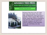 Orlando tree removal company