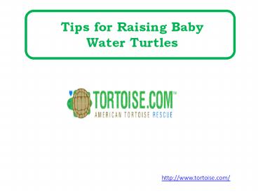 Tips for Raising Baby Water Turtles