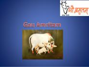Pure cow milk in Delhi (1)