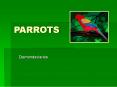Parrot for sale - diamondaviaries