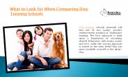 What to look for when comparing dog training schools