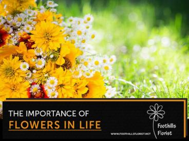 Importance of Flower in Our Life Explained By Calgary Florists