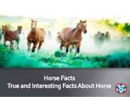 True and Interesting Facts About The Horses.