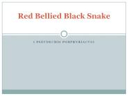 Brisbane Snake Species