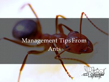 Management tips from Ants