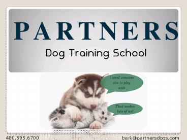 Dog Swimming Private Lessons