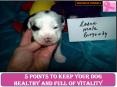 5 POINTS TO KEEP YOUR DOG HEALTHY AND FULL OF VITALITY PowerPoint PPT Presentation