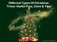 Different Types Of Christmas Trees: Useful Pros, Cons & Tips