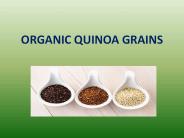 Organic Quinoa Grains Full Of Nutrition