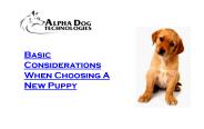 Basic Considerations When Choosing a New Puppy