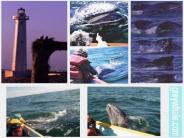 Gray Whale Watching at Laguna Ojo de Liebre