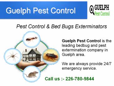 Guelph Pest Control - BedBugs Exterminators